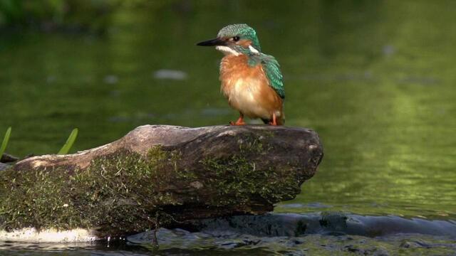 Vorpommerns Auen - Schreiadler und Biber