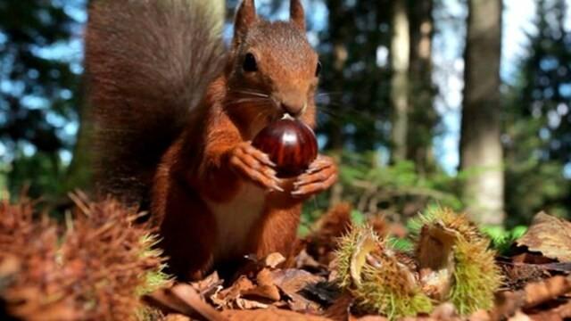Wild Germany - The Palatinate Forest