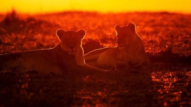 Africa's Hunters of the Night