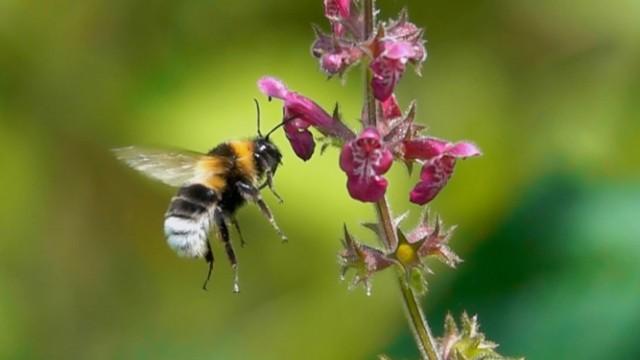 Was It Designed? The Bumblebee's Flight Control