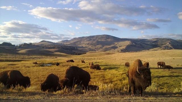 Amerikas Naturwunder - Yellowstone