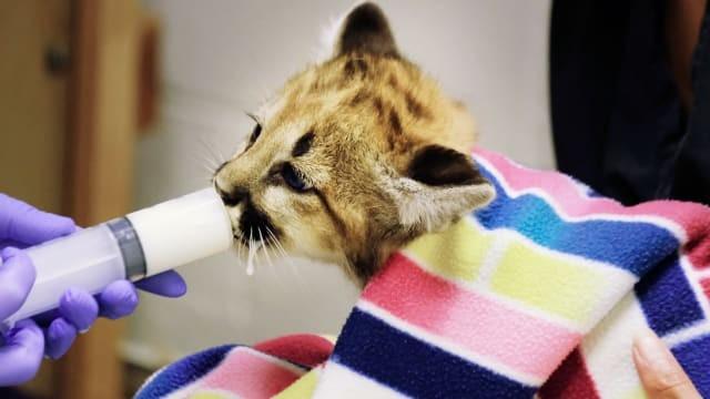 Cougar Cub Rescue