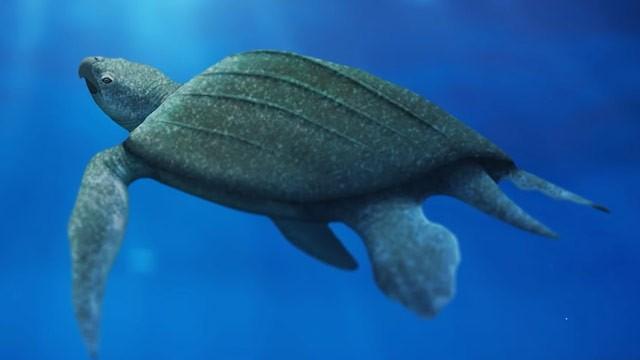 The Return of Giant Skin-Shell Sea Turtles