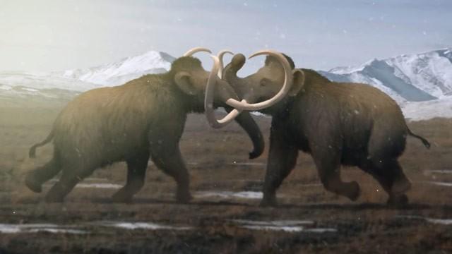 Why Male Mammoths Lost the Game