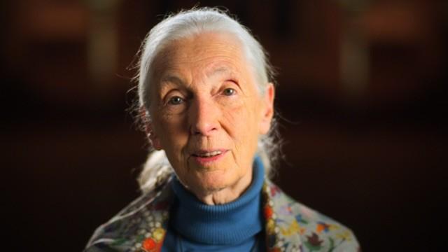 Jane Goodall