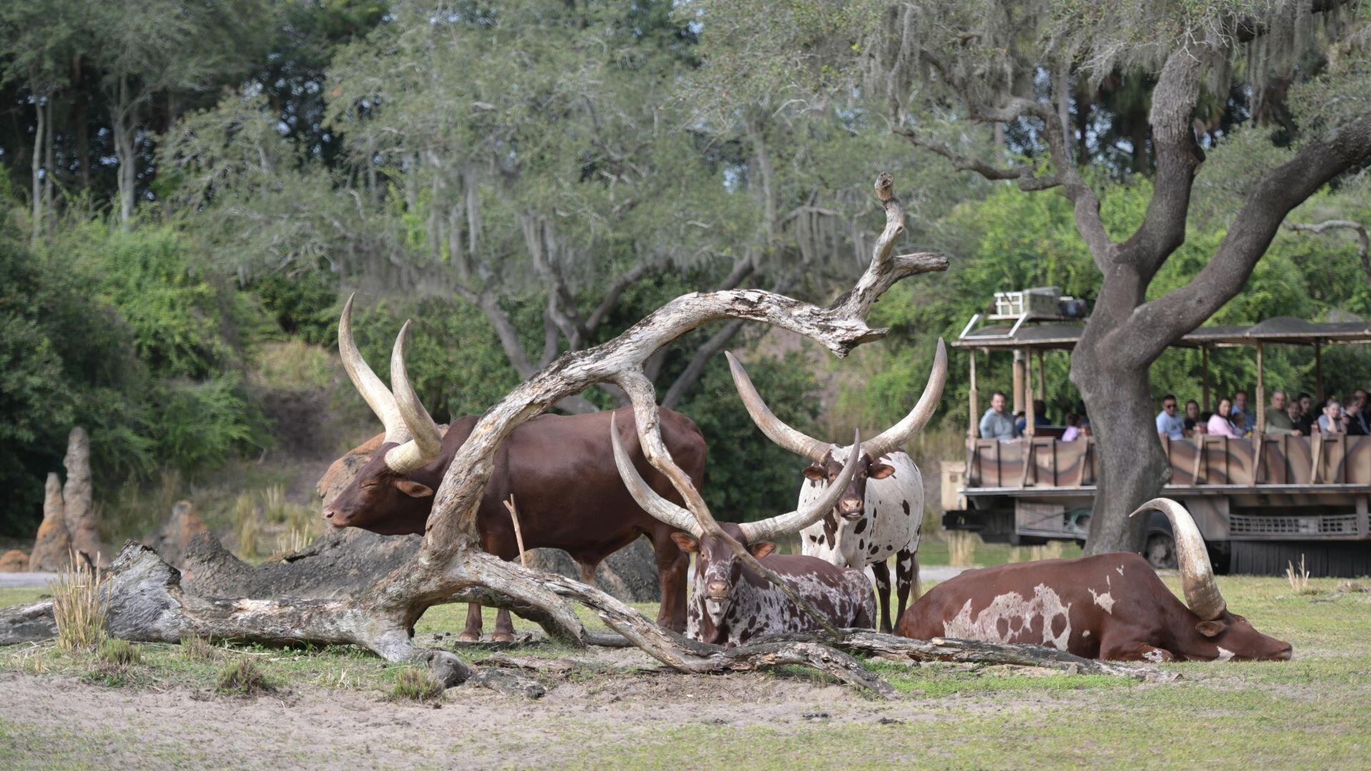 Magic of Disney’s Animal Kingdom