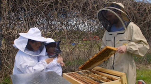 Les apiculteurs en herbe