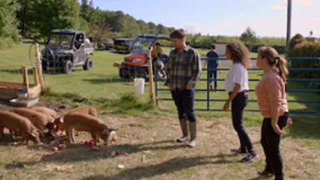 L’arrivée épique des cochons