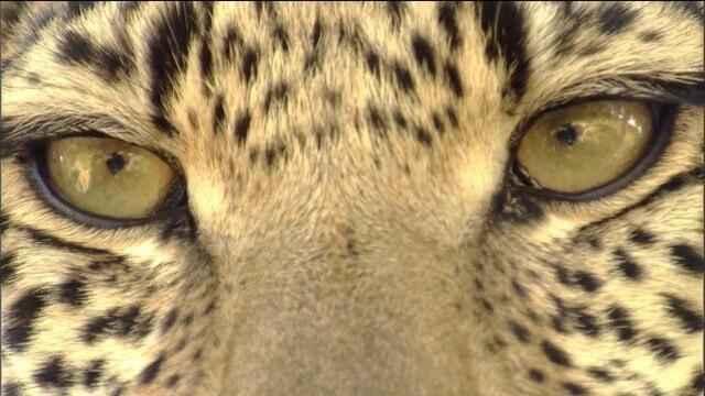 Eye of the Leopard