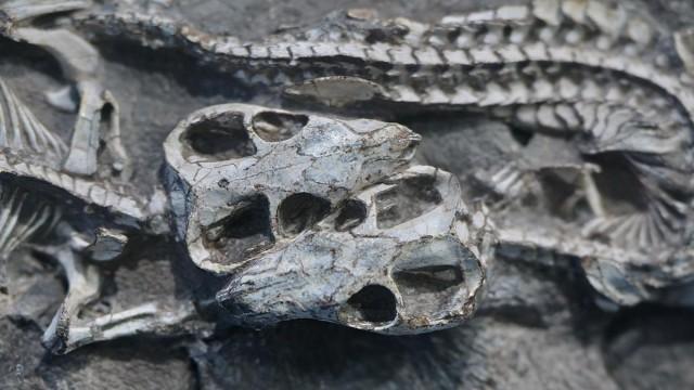 Aux origines des mammifères, le monde avant les dinosaures