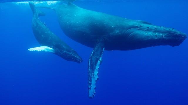 Ocean Odysseys