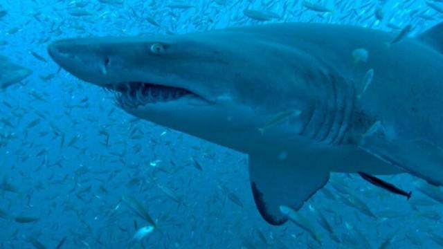 Haie leben gefährlich - The Private Life of Sharks