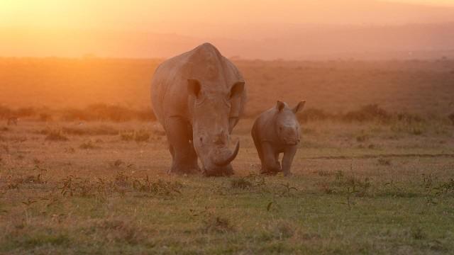 Nashörner - Mit Herz und Horn