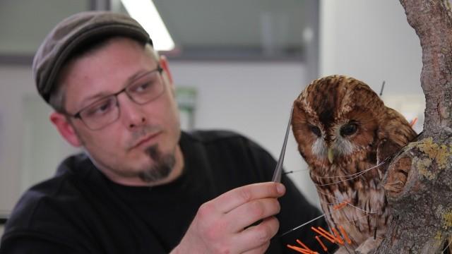 Wie man Tiere fürs Museum präpariert