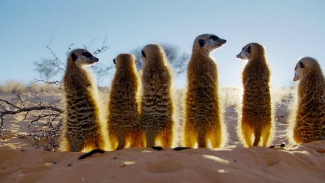 Erdmännchen - Ein starkes Team