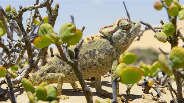 Namibias Naturwunder (1) - Leben am Limit