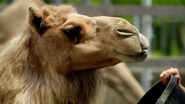 Camel Lump