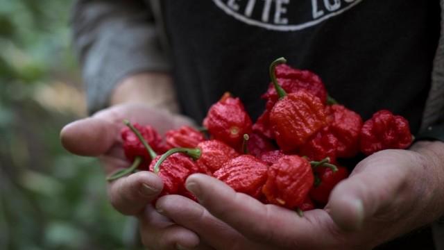 And the Hottest Pepper is…
