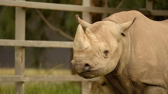 Black Rhino Birth'