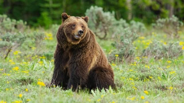 Grizzly 399: Queen of the Tetons