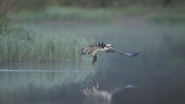 Schottlands neue Wildnis - Das Comeback der Highlands