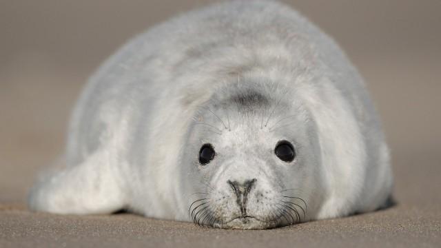 Schottlands neue Wildnis - Von den Inseln in die Lowlands