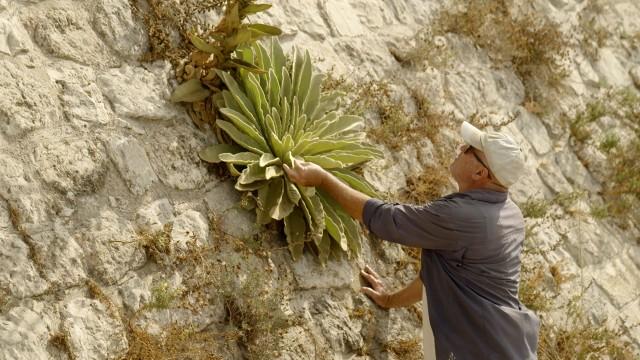 Israël : Jérusalem, le nouveau culte de la nature