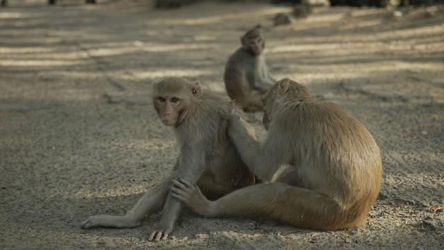 Inde : New-Dehli, la planète des singes