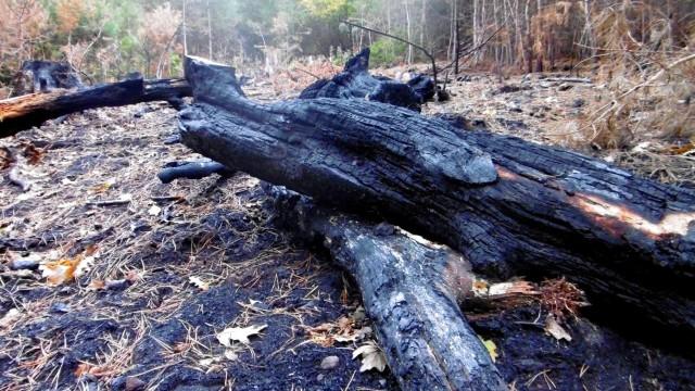 France : quand les arbres ont soif, la forêt brûle