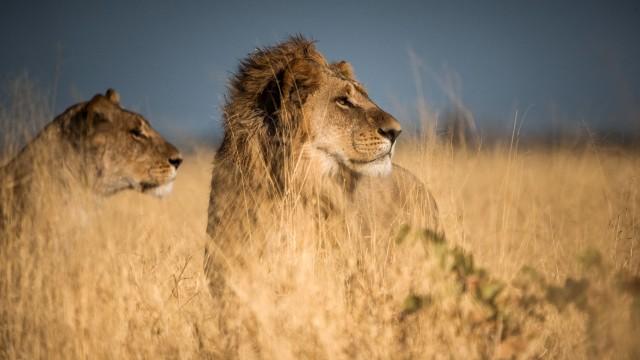 Lion