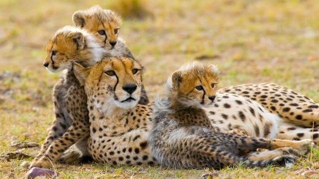 Cheetah