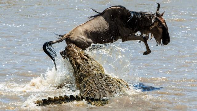 Crocodile