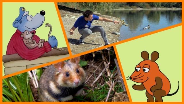 Steine hüpfen mit André | ein Feld für Feldhamster | Käpt'n Blaubär und der unsichtbare Hamster