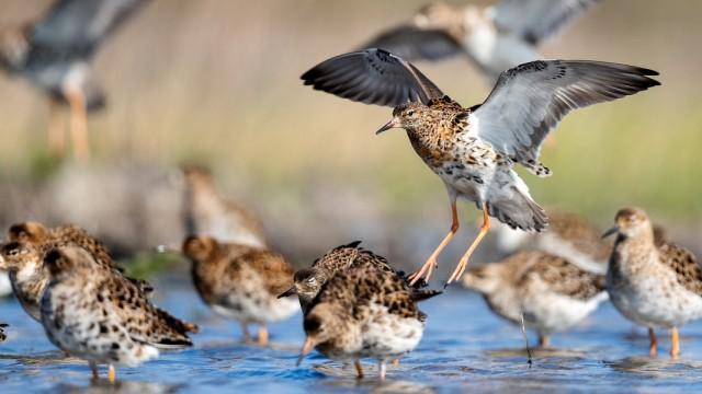Faszinierende Flieger – Das Geheimnis der Zugvögel
