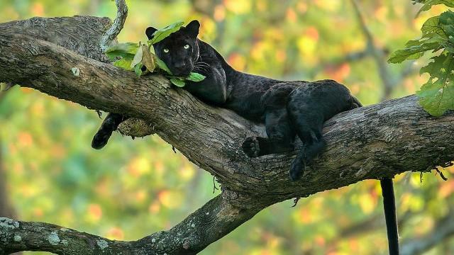 Das wahre Dschungelbuch