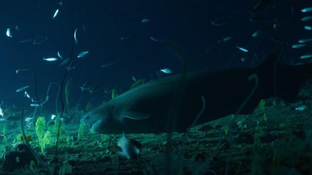 Jurassic Shark