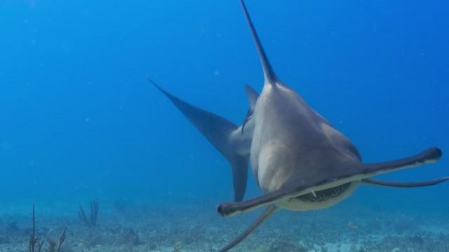 Hammerhead Highway