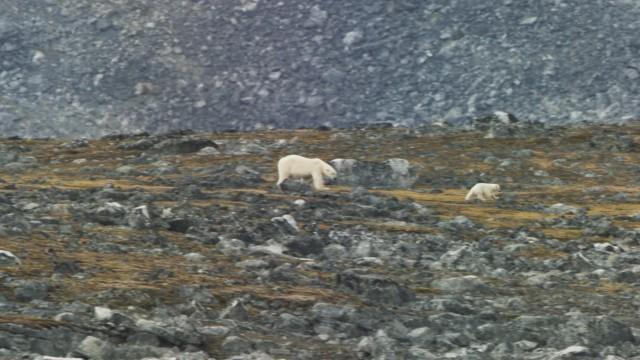 Kingdom of the Polar Bear
