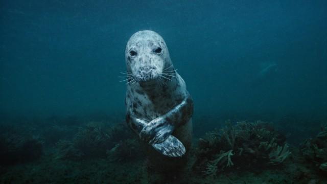 Sea Change: Bounty in the Gulf of Maine