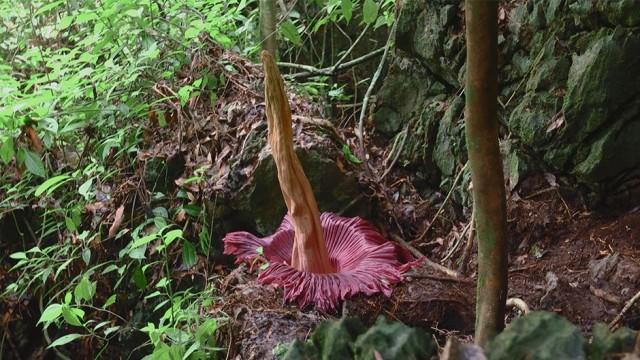 不思議な動植物の宝庫！熱帯の森