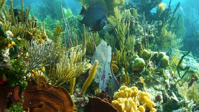 Geheimprojekt Korallenriff - Wunder der Karibik