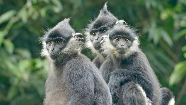 Wildes Vietnam - Die Bergwälder des Nordens
