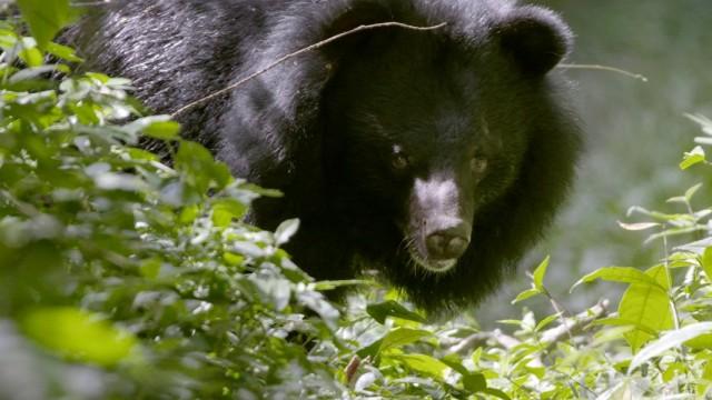 Wildes Vietnam - Der tropische Süden