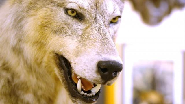 The Return of the Wolf