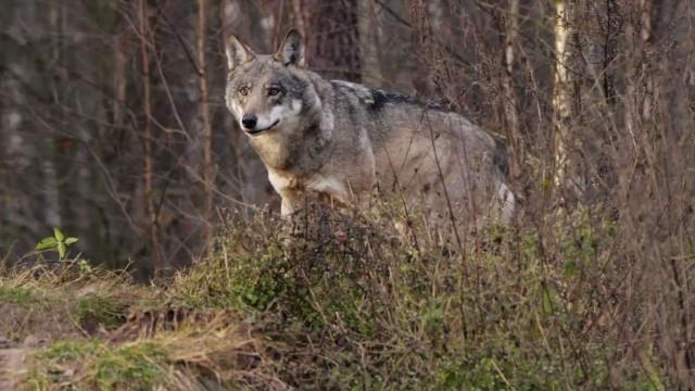 Wer hat Angst vor dem Wolf?