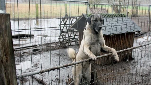 Wenn Menschen krankhaft Tiere sammeln