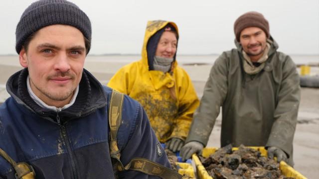 Pazifische Austern erobern das Wattenmeer