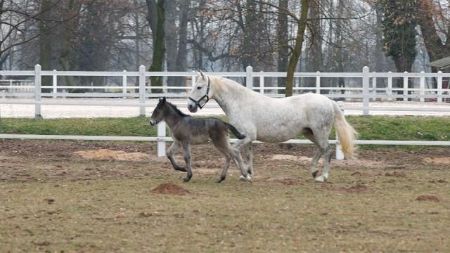 皇妃エリザベートが愛した白馬の牧場