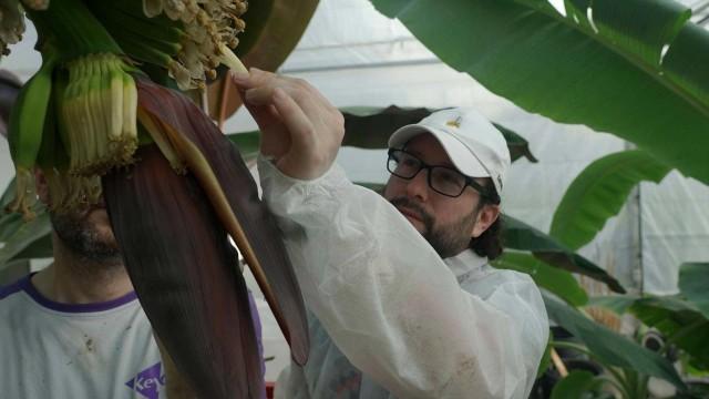 Mit Hightech gegen Hunger - Niederlande denken Pflanzen neu