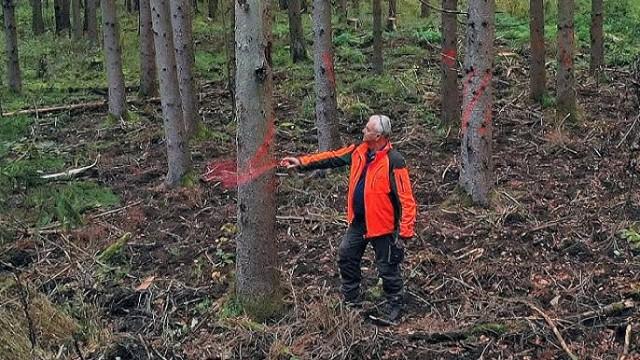 Grüne Geldanlage - Nachhaltige Investition in den Wald